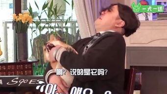 日韩人狗视频网站,温馨瞬间，跨越物种的友谊